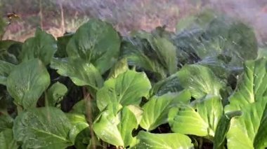 bitkinin yapraklarına şiddetli bir berrak su akışı düşüyor