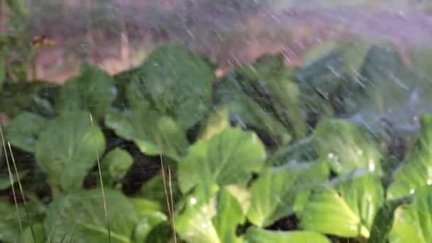 Fluxo Violento Água Limpa Cai Sobre Folhas Planta — Vídeo de Stock