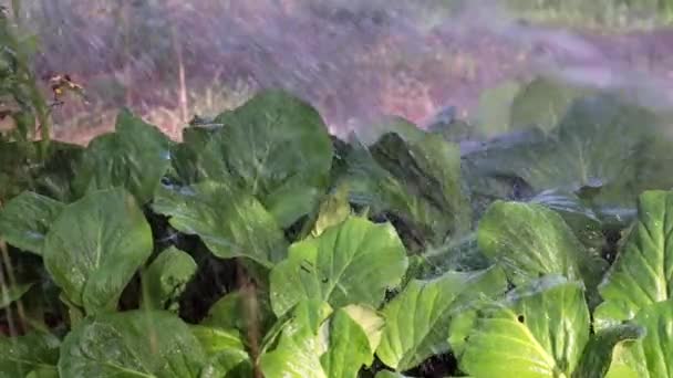 Een Gewelddadige Stroom Van Helder Water Valt Bladeren Van Plant — Stockvideo