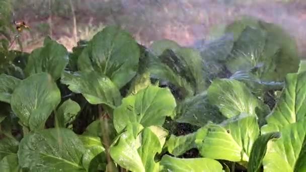 Violent Stream Clear Water Falls Leaves Plant — Stock Video