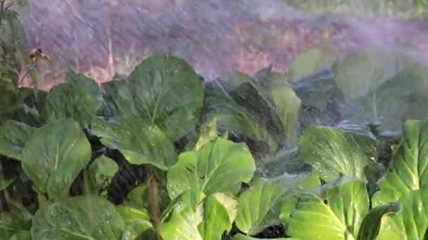 Una Violenta Corriente Agua Clara Cae Sobre Las Hojas Planta — Vídeo de stock