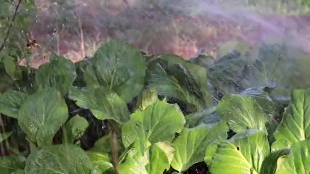 Een Gewelddadige Stroom Van Helder Water Valt Bladeren Van Plant — Stockvideo