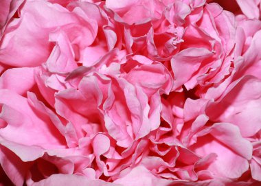 Bahçe zarif çiçek tomurcuk