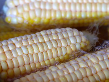 kaynar suda taze mısır pişirme süreci