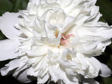 Parkta bir çim dekorasyon olarak Şakayık Bahçe çiçek tomurcuk