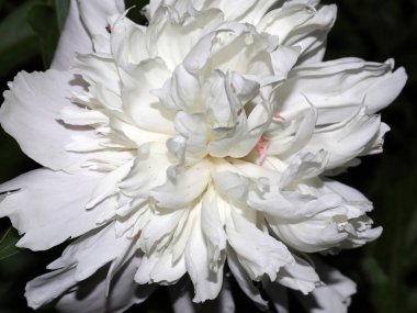 Parkta bir çim dekorasyon olarak Şakayık Bahçe çiçek tomurcuk