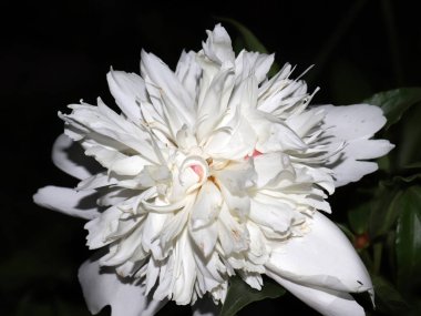 Parkta bir çim dekorasyon olarak Şakayık Bahçe çiçek tomurcuk