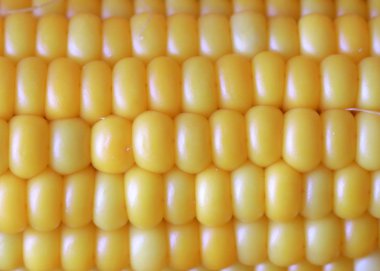 Gıda unsuru olarak olgun Mısır büyük taneleri