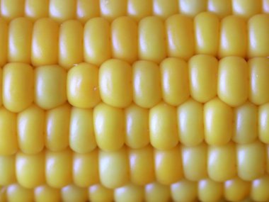 Gıda unsuru olarak olgun Mısır büyük taneleri