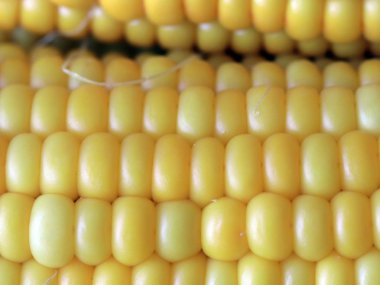 Gıda unsuru olarak olgun Mısır büyük taneleri