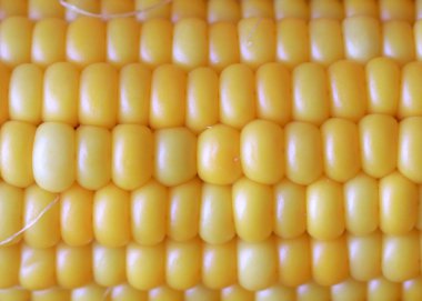 Gıda unsuru olarak olgun Mısır büyük taneleri