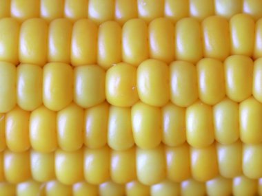 Gıda unsuru olarak olgun Mısır büyük taneleri