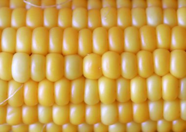 Gıda unsuru olarak olgun Mısır büyük taneleri