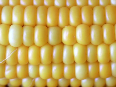 Gıda unsuru olarak olgun Mısır büyük taneleri