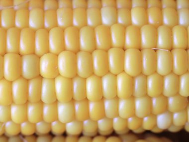 Gıda unsuru olarak olgun Mısır büyük taneleri