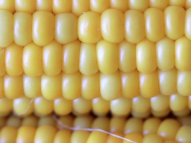 Gıda unsuru olarak olgun Mısır büyük taneleri