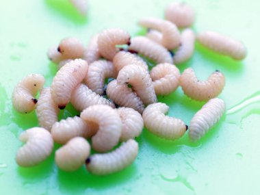 meyve böceğinin larvaları plastik bir plaka üzerinde