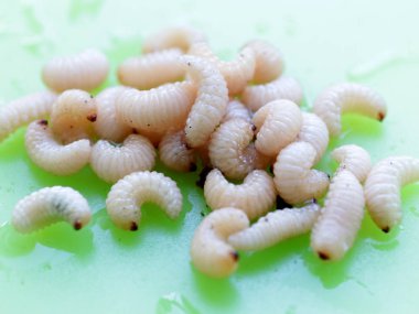 meyve böceğinin larvaları plastik bir plaka üzerinde