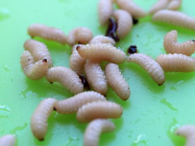 meyve böceğinin larvaları plastik bir plaka üzerinde