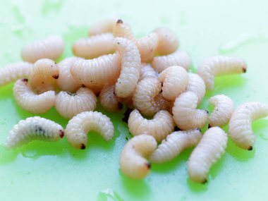 meyve böceğinin larvaları plastik bir plaka üzerinde