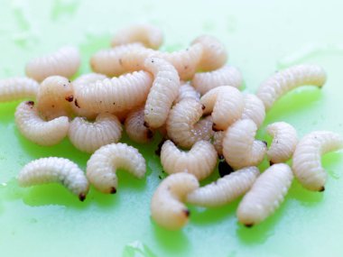 meyve böceğinin larvaları plastik bir plaka üzerinde