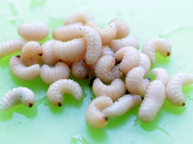 meyve böceğinin larvaları plastik bir plaka üzerinde