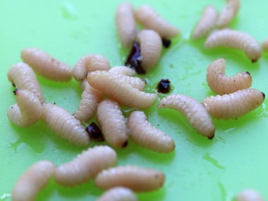 meyve böceğinin larvaları plastik bir plaka üzerinde