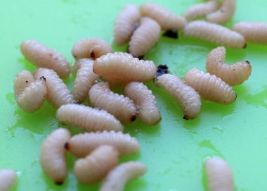 meyve böceğinin larvaları plastik bir plaka üzerinde