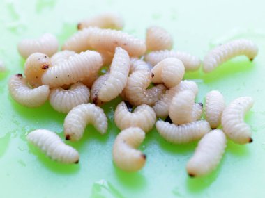 meyve böceğinin larvaları plastik bir plaka üzerinde