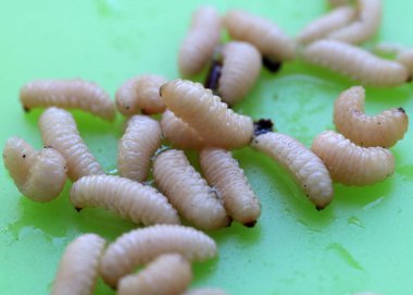 meyve böceğinin larvaları plastik bir plaka üzerinde