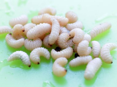 meyve böceğinin larvaları plastik bir plaka üzerinde
