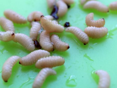 meyve böceğinin larvaları plastik bir plaka üzerinde