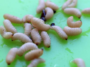 meyve böceğinin larvaları plastik bir plaka üzerinde