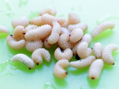 meyve böceğinin larvaları plastik bir plaka üzerinde