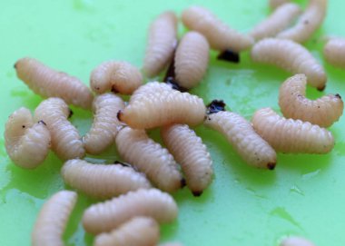 meyve böceğinin larvaları plastik bir plaka üzerinde