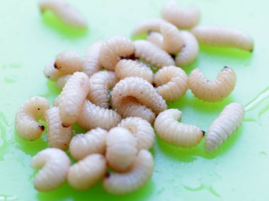 meyve böceğinin larvaları plastik bir plaka üzerinde