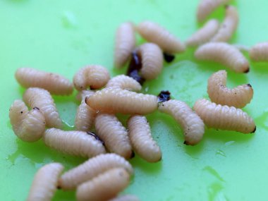 meyve böceğinin larvaları plastik bir plaka üzerinde