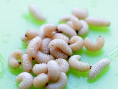 meyve böceğinin larvaları plastik bir plaka üzerinde