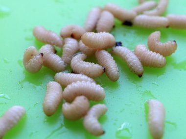 meyve böceğinin larvaları plastik bir plaka üzerinde