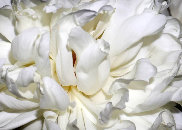 Delicados Pétalos Flor Brote Jardín Peonía — Foto de Stock