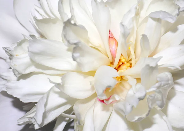 Delicados Pétalos Flor Brote Jardín Peonía — Foto de Stock