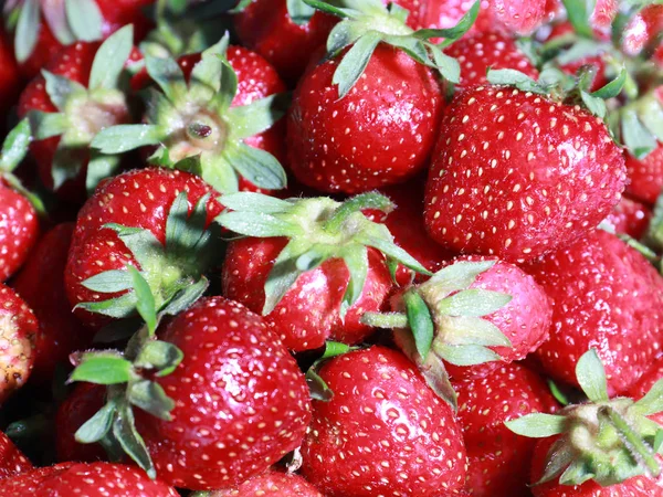 Manojo Fresas Maduras Como Cosecha Verano — Foto de Stock