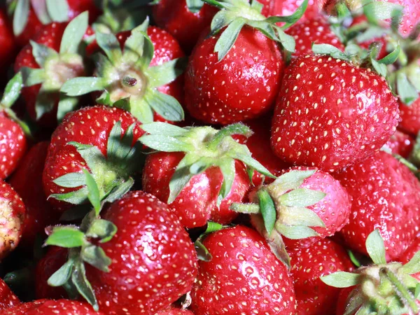 Manojo Fresas Maduras Como Cosecha Verano — Foto de Stock