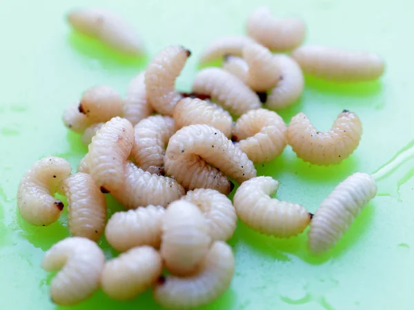 Die Larven Des Fruchtkäfers Befinden Sich Auf Einem Plastikteller — Stockfoto