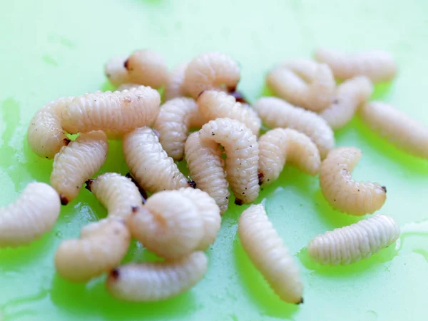 Las Larvas Del Escarabajo Frutal Están Plato Plástico — Foto de Stock