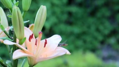 parkta güzel bahçe çiçek zambak