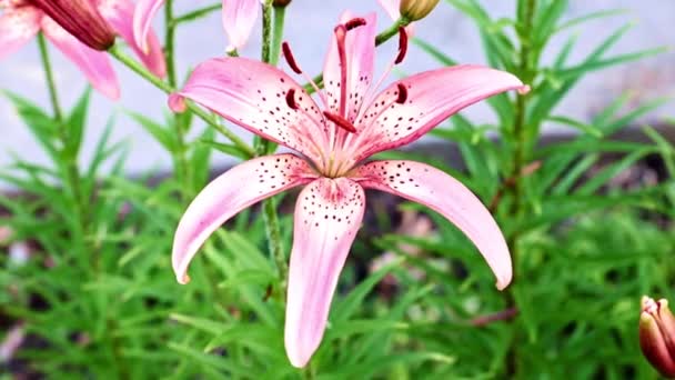 Beautiful Garden Flower Lily Park — Stock Video