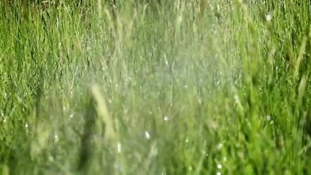 Waterdruppels Bij Het Besproeien Van Gazon Gras — Stockvideo