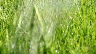 çim çim sulama su damlacıkları