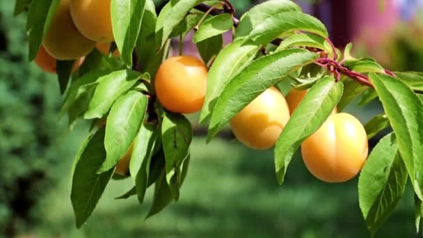 Los Frutos Maduros Albaricoque Cuelgan Una Rama Árbol Jardín — Vídeo de stock